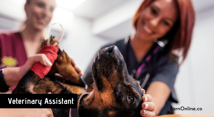 Veterinary assistant jobs in va beach